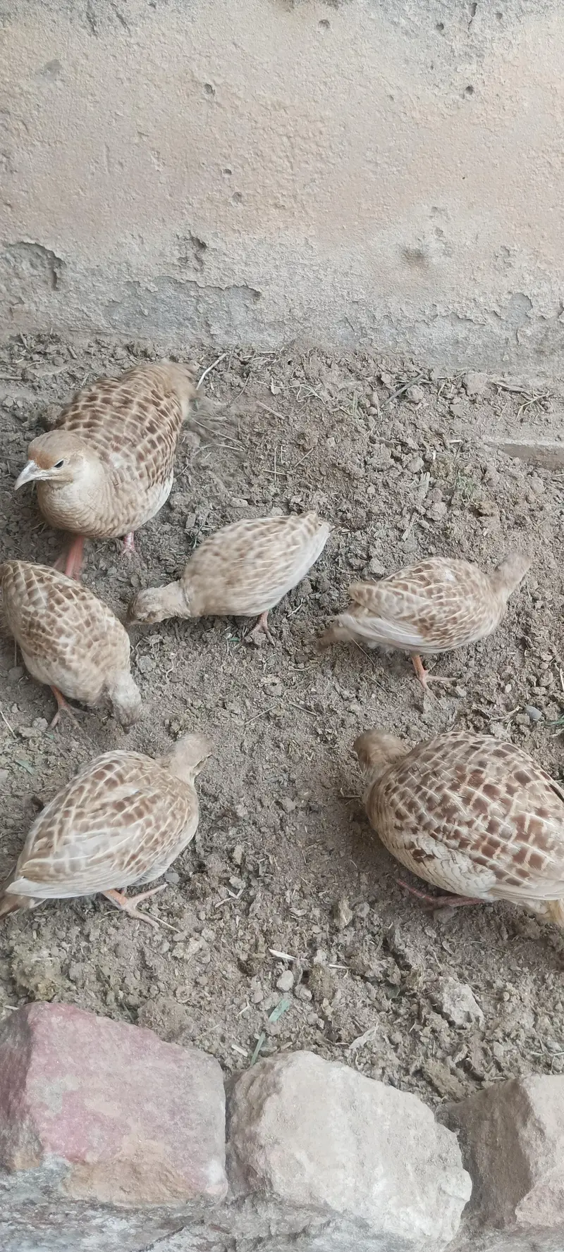 Irani pathy for sale — photo 2