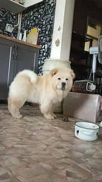 IMPORTED CHOW CHOW PUPPIES ARE AVAILABLE FOR BOOKING