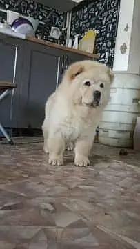 IMPORTED CHOW CHOW PUPPIES ARE AVAILABLE FOR BOOKING — photo 2