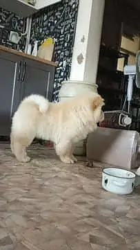 IMPORTED CHOW CHOW PUPPIES ARE AVAILABLE FOR BOOKING — photo 3