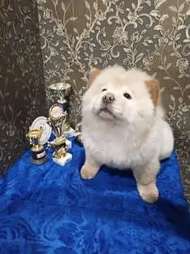 IMPORTED CHOW CHOW PUPPIES ARE AVAILABLE FOR BOOKING — photo 4