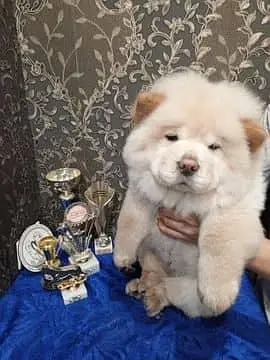 IMPORTED CHOW CHOW PUPPIES ARE AVAILABLE FOR BOOKING — photo 5