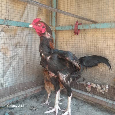 high feeded cock