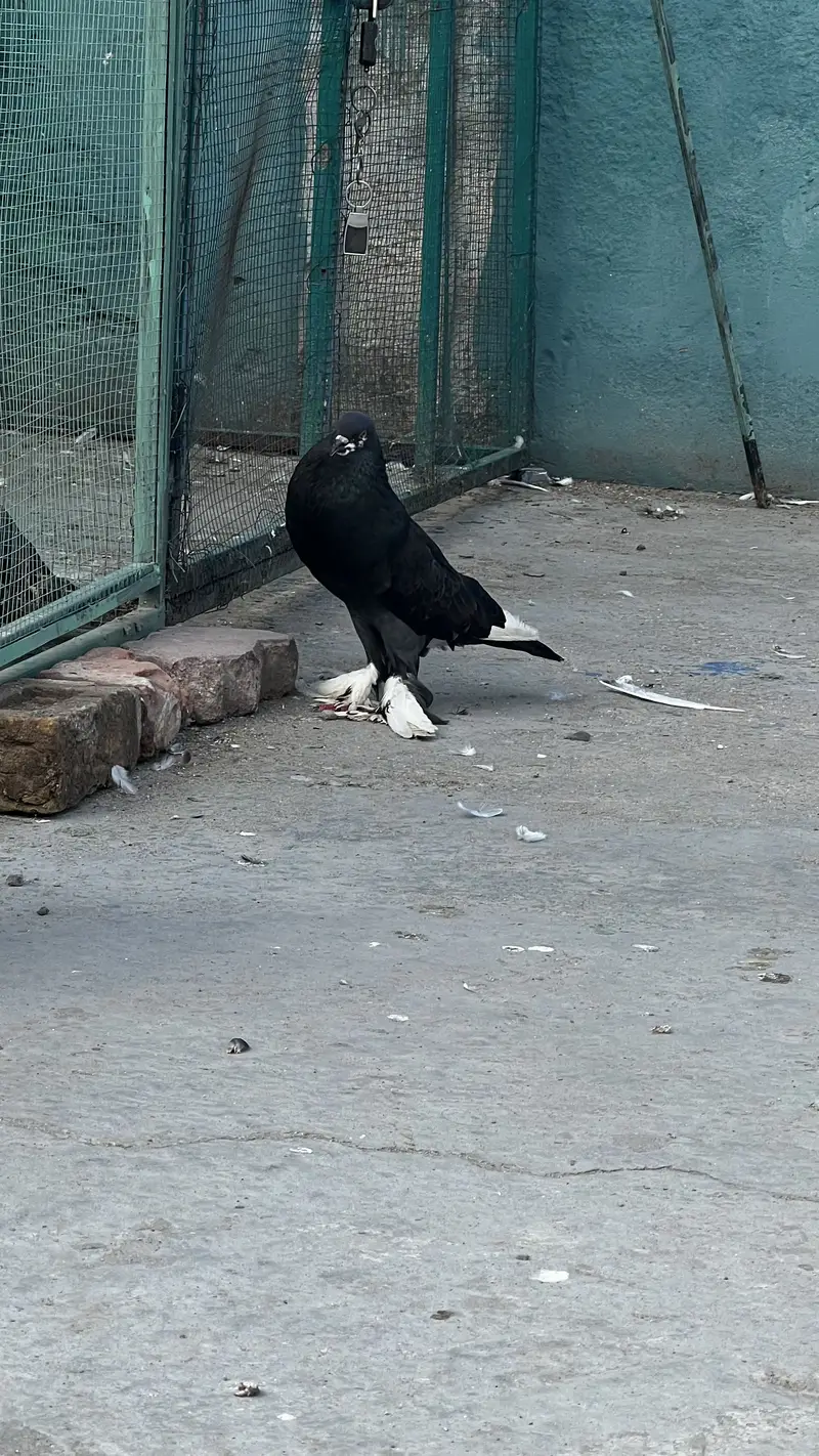 Gubary later 1 pair or or 1 sath bacha — photo 6