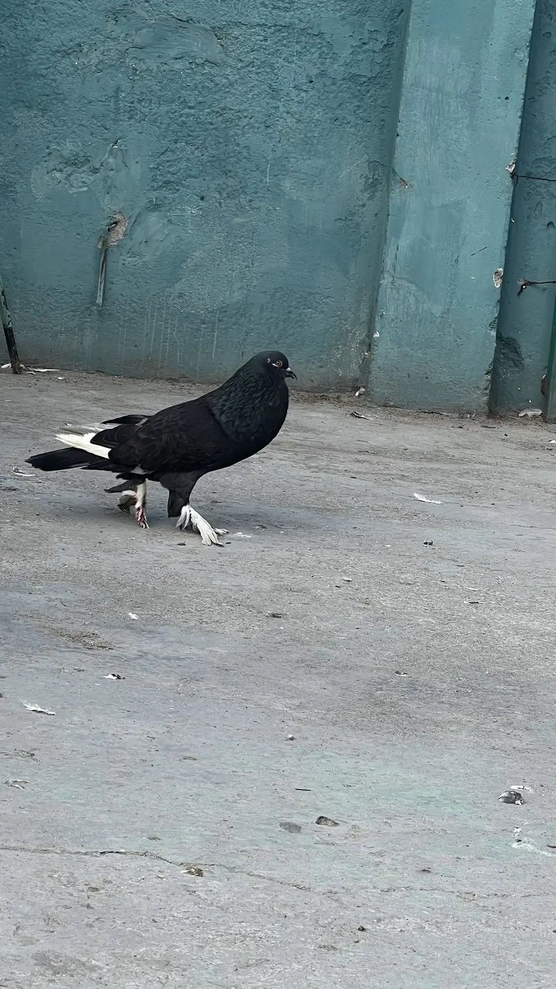 Gubary later 1 pair or or 1 sath bacha — photo 7