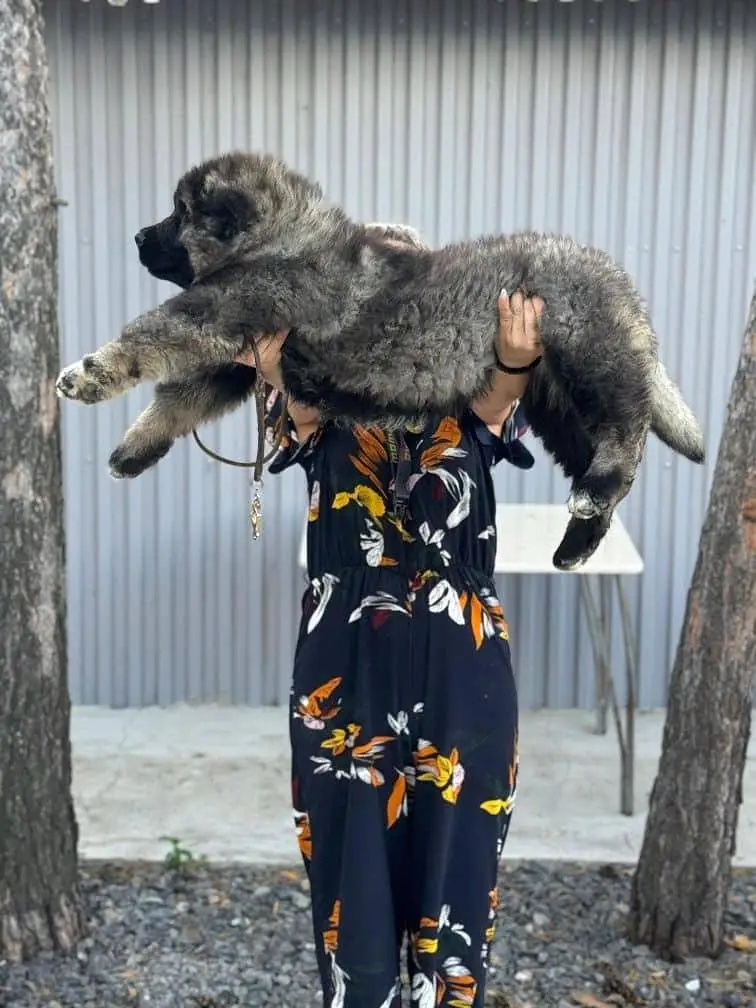 TOP QUALITY CAUCASIAN SHEPHERD PUPPIES AVAILABLE FOR SALE — photo 2