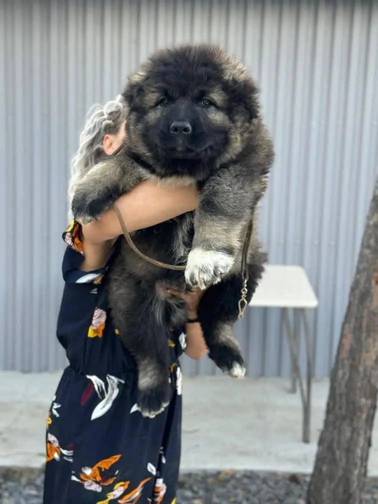 TOP QUALITY CAUCASIAN SHEPHERD PUPPIES AVAILABLE FOR SALE — photo 3