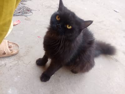 Cat for sale
