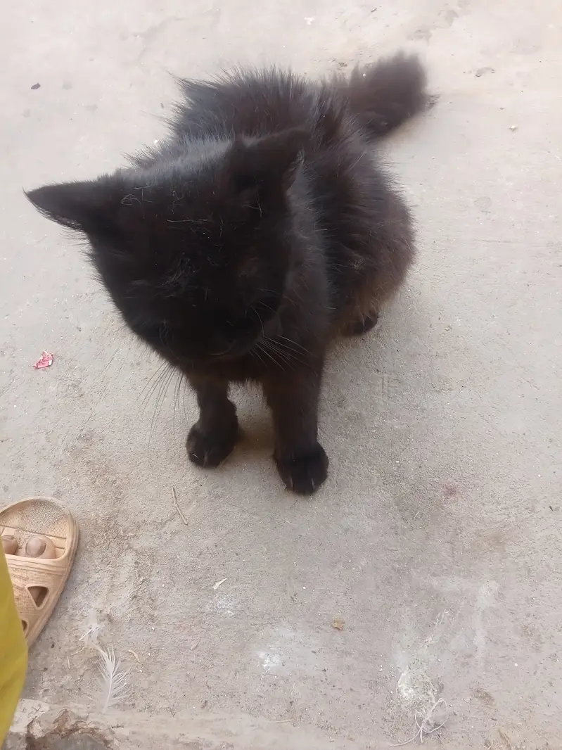 Cat for sale — photo 2