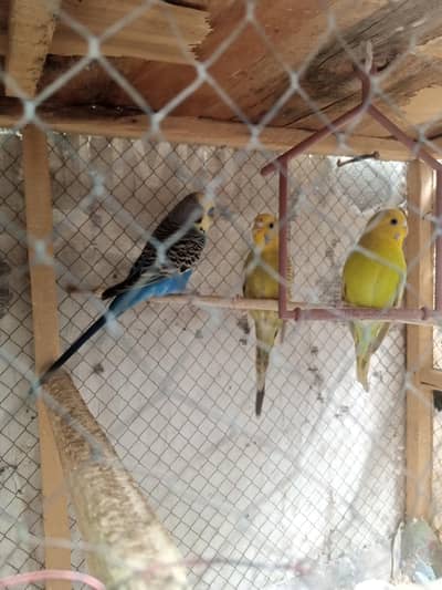 Australian parrots 1 pair hai or 1 male or 2 Pathy hain