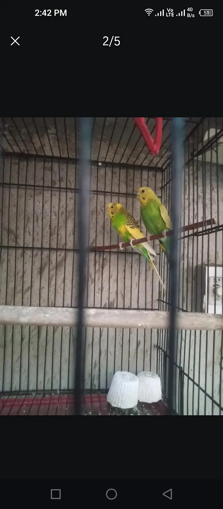 Australian parrots 1 pair hai or 1 male or 2 Pathy hain — photo 2