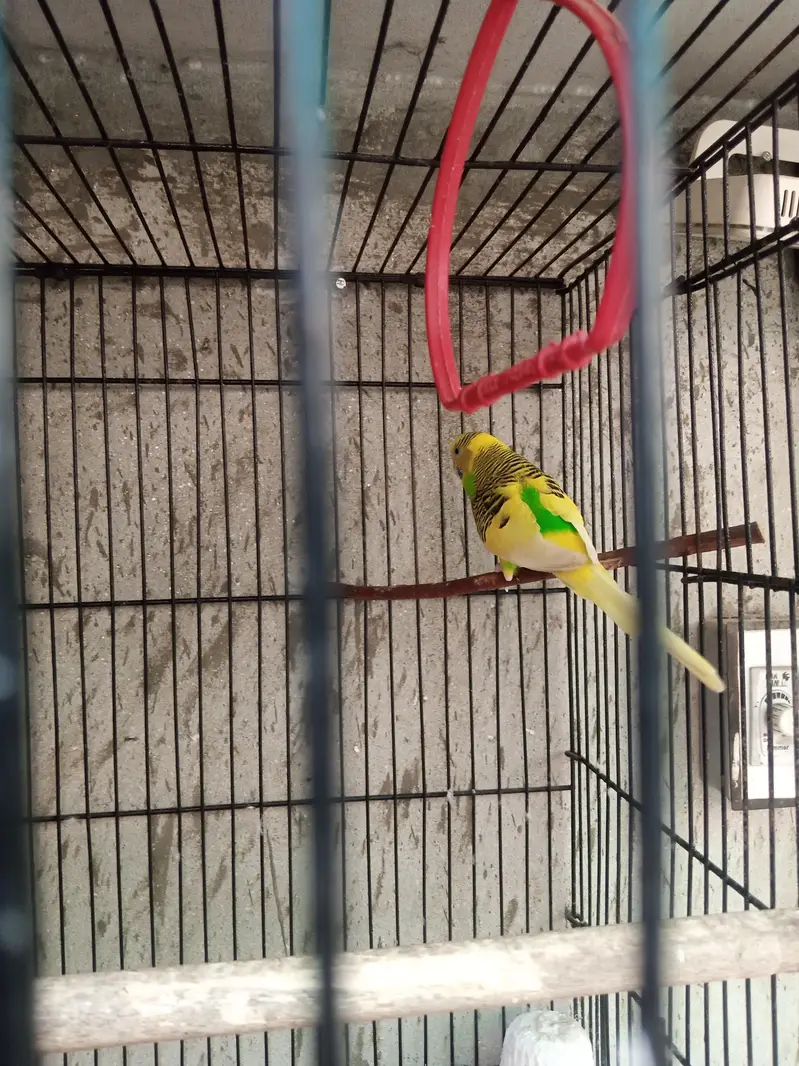 Australian parrots 1 pair hai or 1 male or 2 Pathy hain — photo 3