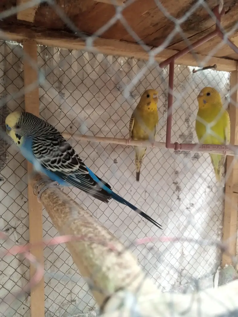 Australian parrots 1 pair hai or 1 male or 2 Pathy hain — photo 5
