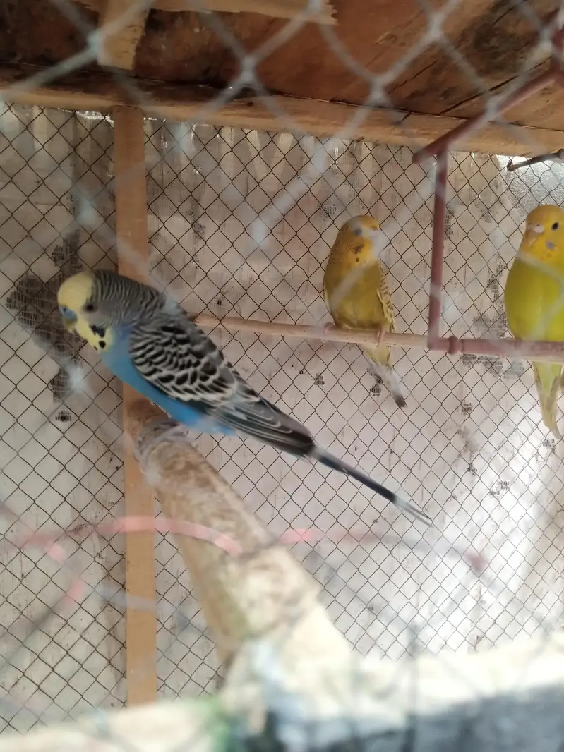 Australian parrots 1 pair hai or 1 male or 2 Pathy hain — photo 6