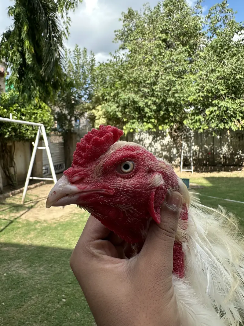 heera aseel breeder pair — photo 2