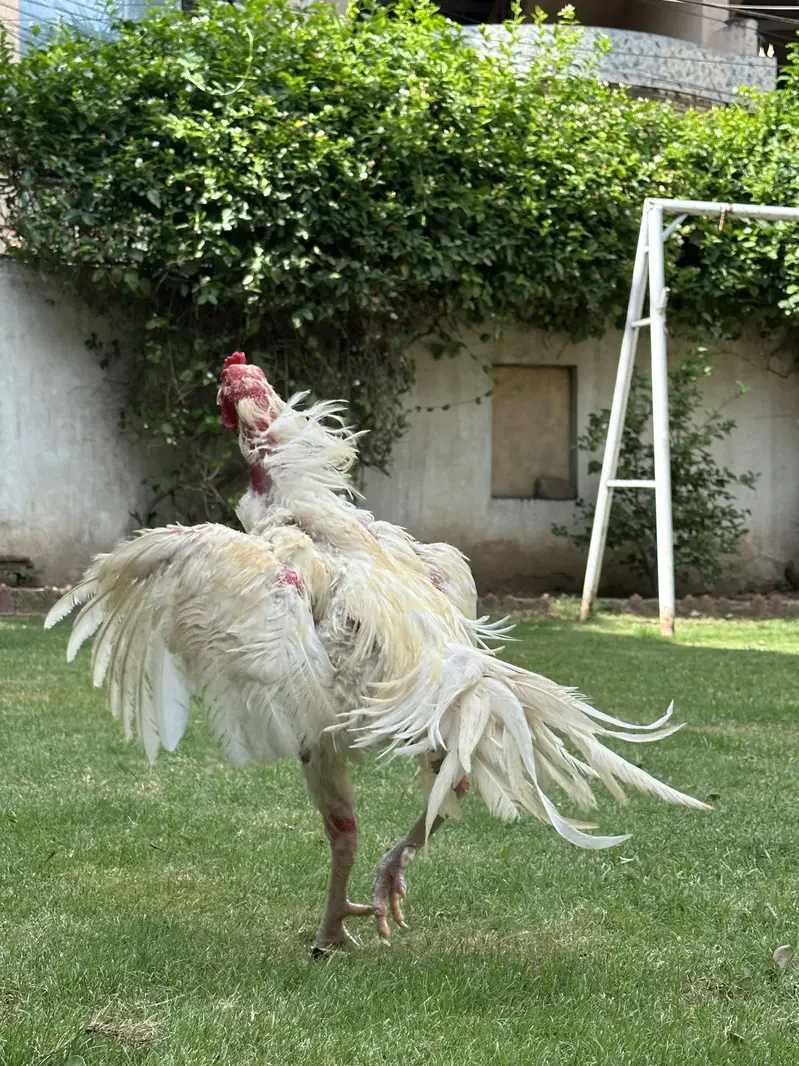 heera aseel breeder pair — photo 3