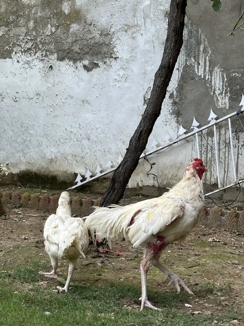 heera aseel breeder pair — photo 4