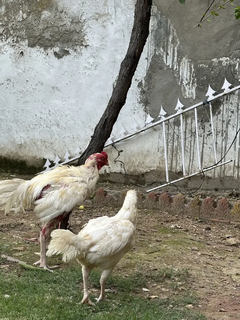 heera aseel breeder pair — photo 5