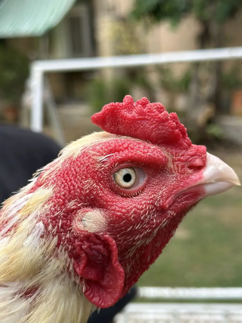 heera aseel breeder pair — photo 6