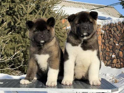 TOP QUALITY AMERICAN AKITA PUPPIES AVAILABLE FOR IMPORT