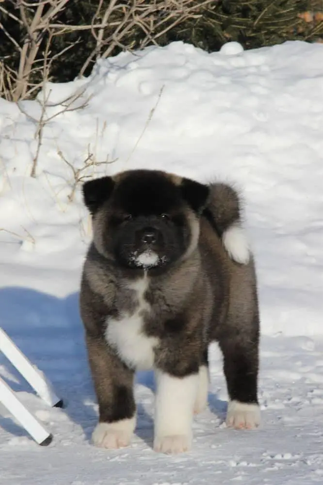TOP QUALITY AMERICAN AKITA PUPPIES AVAILABLE FOR IMPORT — photo 2