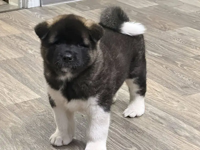 TOP QUALITY AMERICAN AKITA PUPPIES AVAILABLE FOR IMPORT — photo 3
