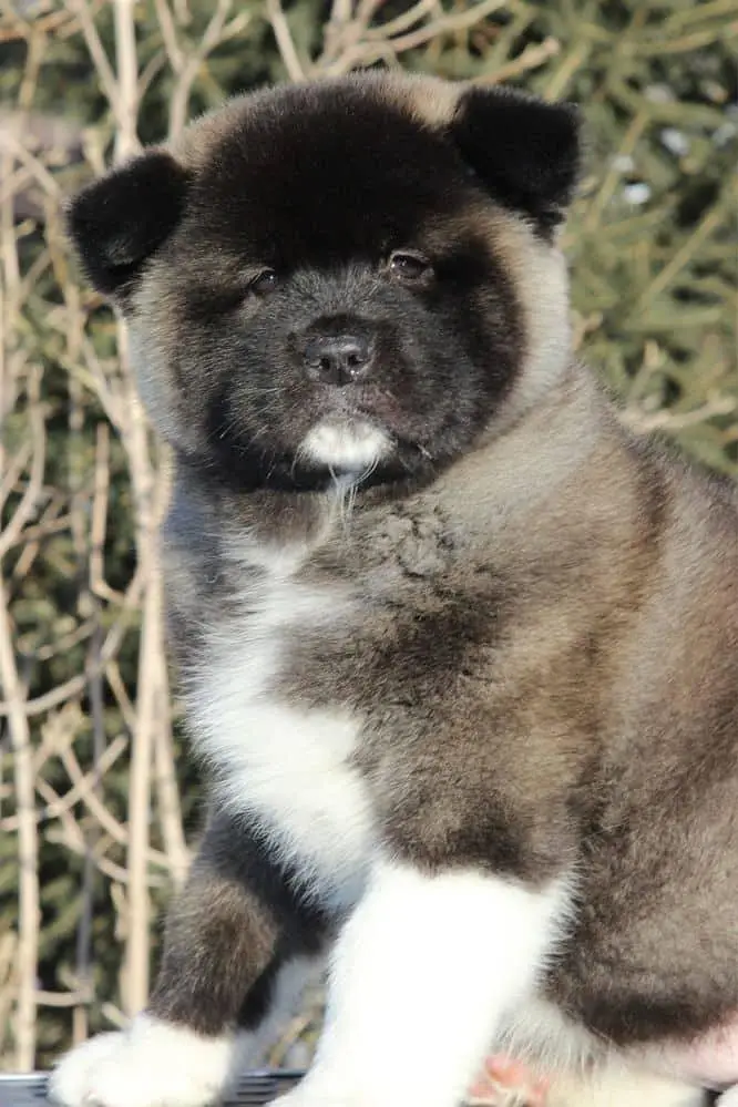 TOP QUALITY AMERICAN AKITA PUPPIES AVAILABLE FOR IMPORT — photo 4