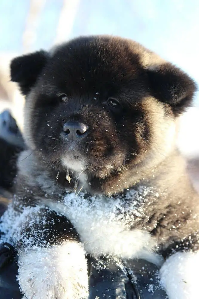 TOP QUALITY AMERICAN AKITA PUPPIES AVAILABLE FOR IMPORT — photo 5