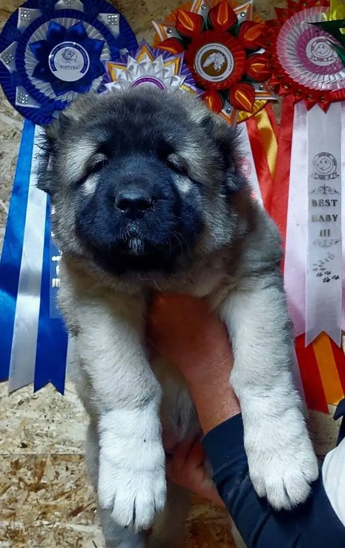 TOP QUALITY AMERICAN AKITA PUPPIES AVAILABLE FOR IMPORT — photo 6