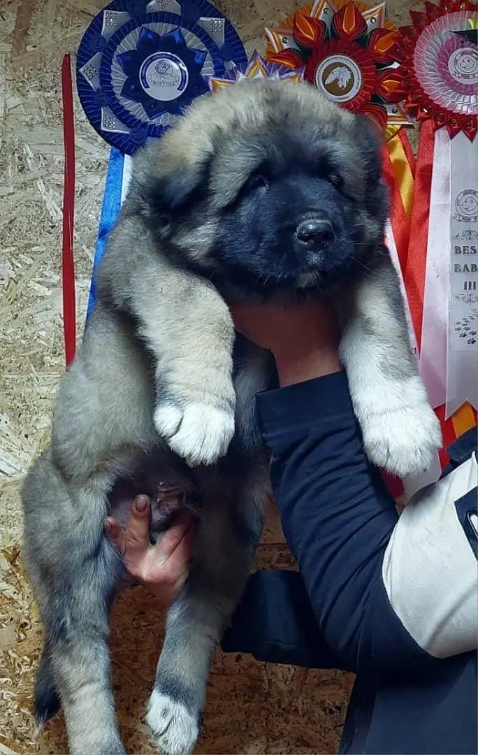 TOP QUALITY AMERICAN AKITA PUPPIES AVAILABLE FOR IMPORT — photo 7