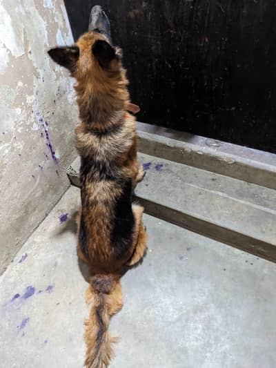 germen shepherd female