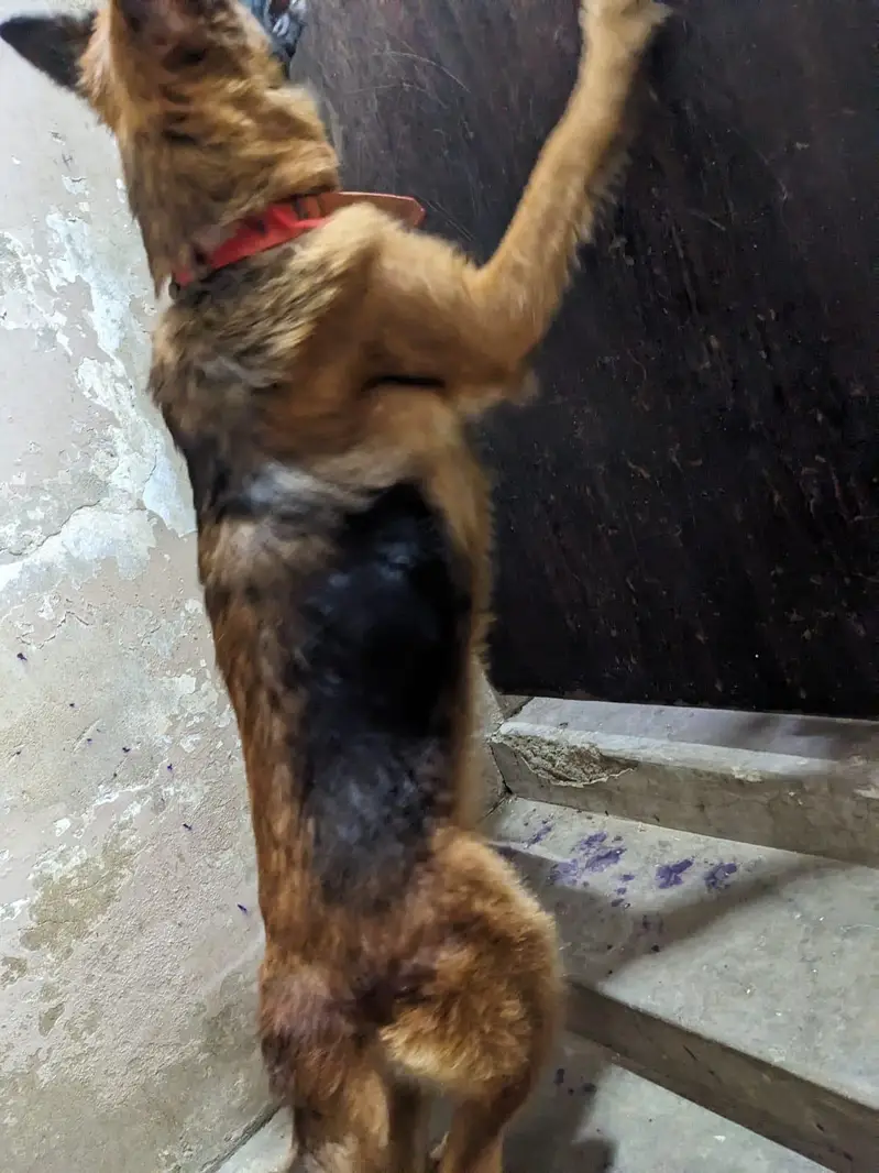 germen shepherd female — photo 7