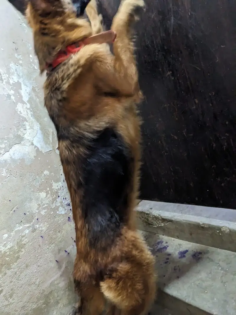 germen shepherd female — photo 8