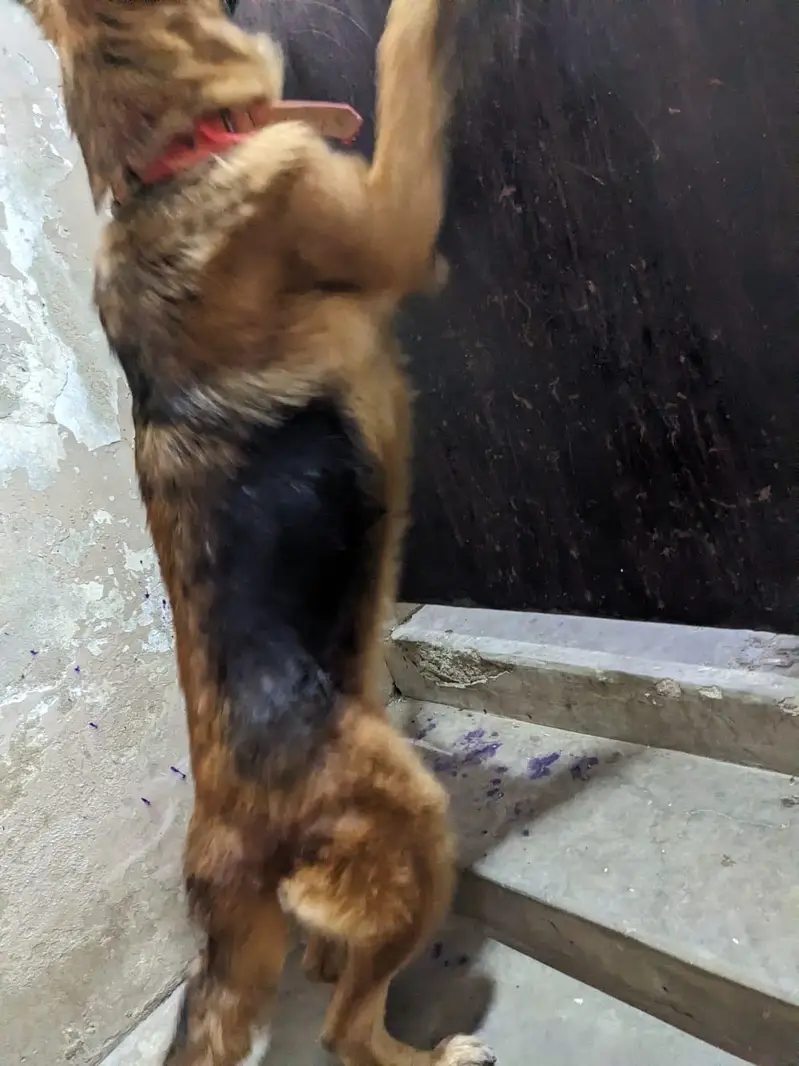 germen shepherd female — photo 10