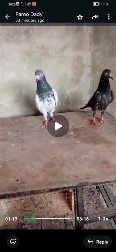 galwa, teddy, fancy, neelay, patti wala 03039576668