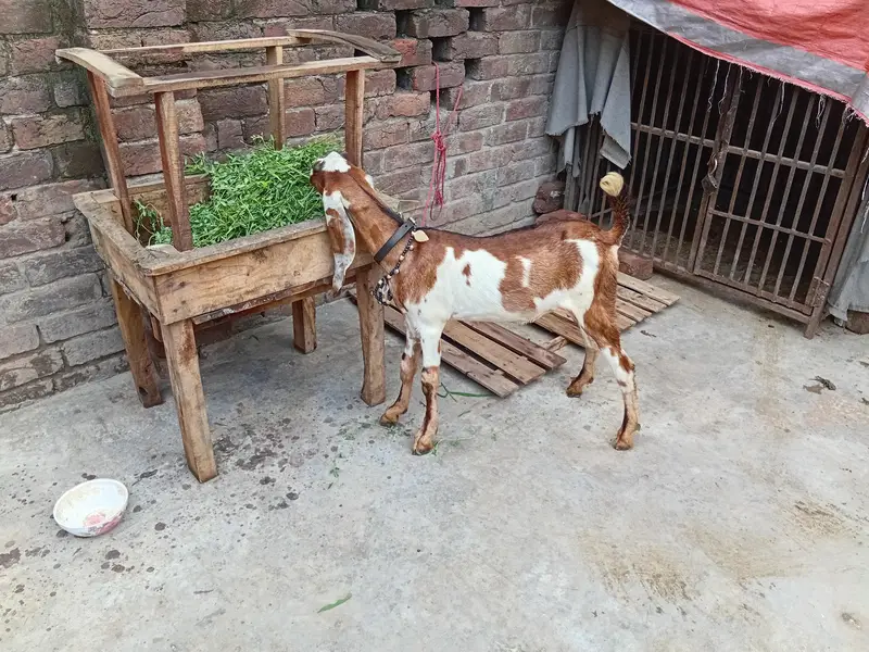 mashallah khubsurat pure nagra taba betal male shoq wali chiz — photo 2