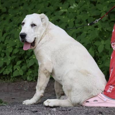 TOP QUALITY ALABAI PUPPIES ARE AVAILABLE FOR SALE