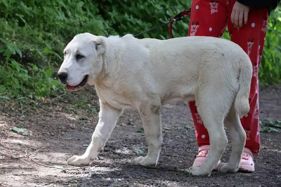 TOP QUALITY ALABAI PUPPIES ARE AVAILABLE FOR SALE — photo 2