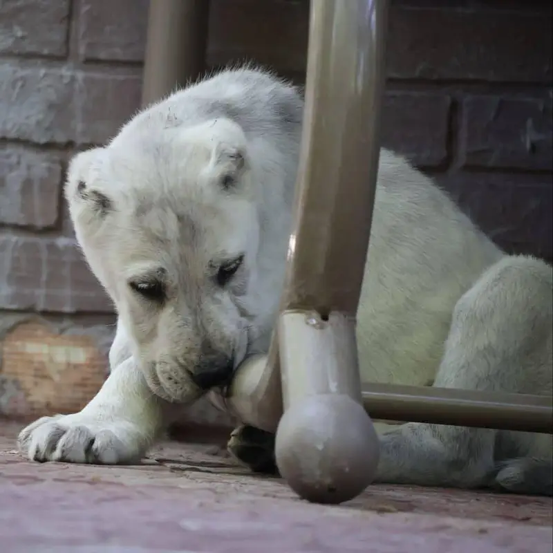 TOP QUALITY ALABAI PUPPIES ARE AVAILABLE FOR SALE — photo 3