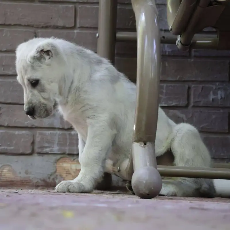 TOP QUALITY ALABAI PUPPIES ARE AVAILABLE FOR SALE — photo 4