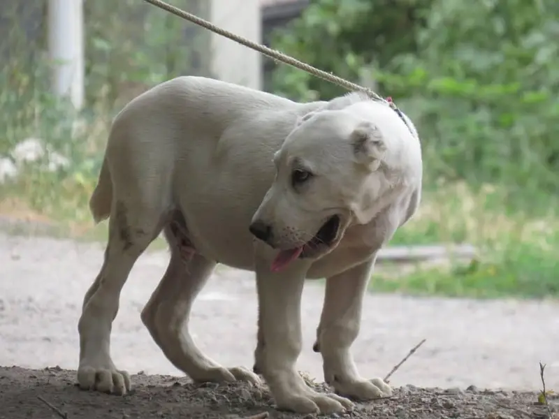 TOP QUALITY ALABAI PUPPIES ARE AVAILABLE FOR SALE — photo 7