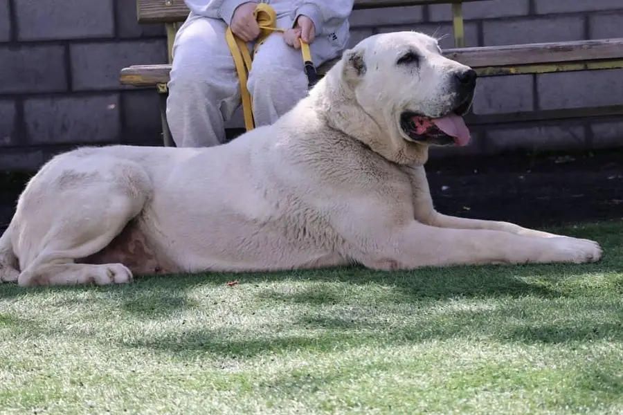 TOP QUALITY ALABAI PUPPIES ARE AVAILABLE FOR SALE — photo 9