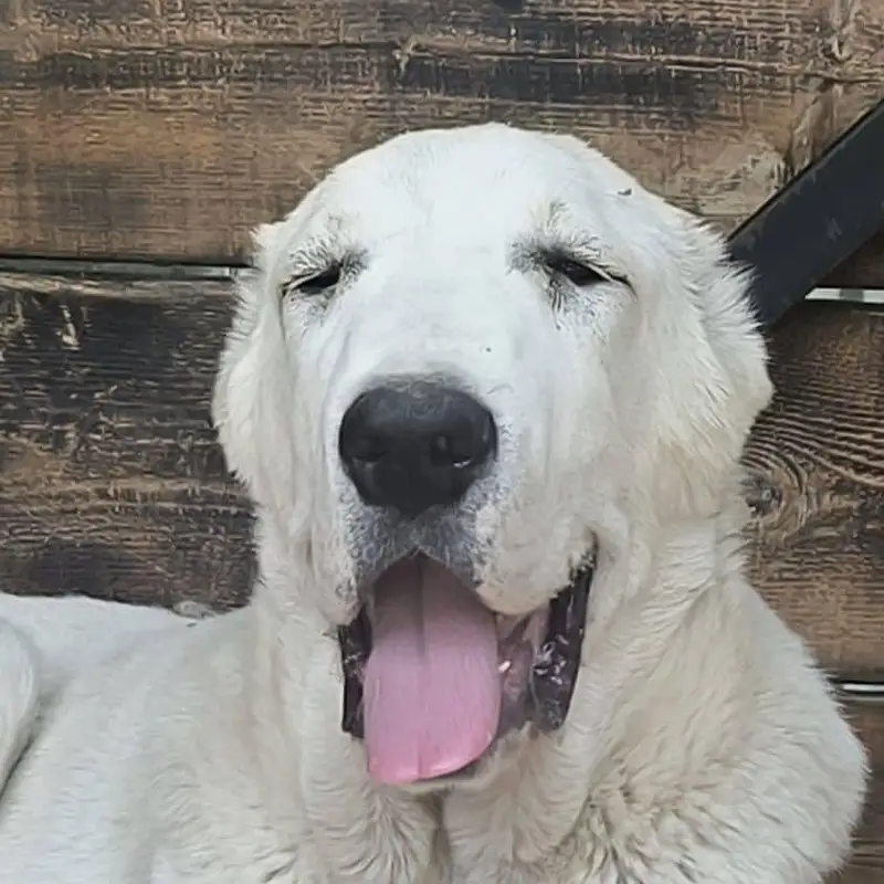 TOP QUALITY ALABAI PUPPIES ARE AVAILABLE FOR SALE — photo 10