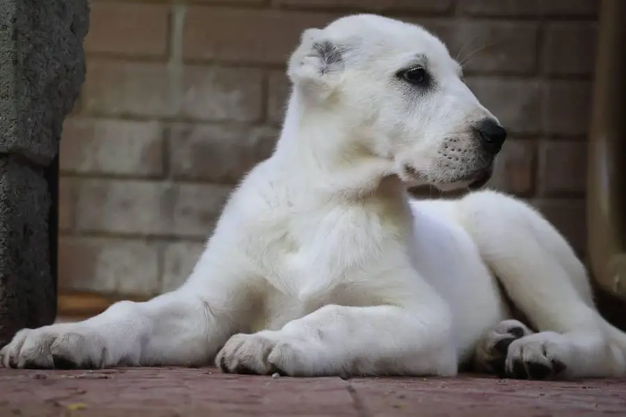 TOP QUALITY ALABAI PUPPIES ARE AVAILABLE FOR SALE — photo 11