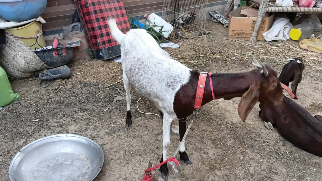 2 Goats 0