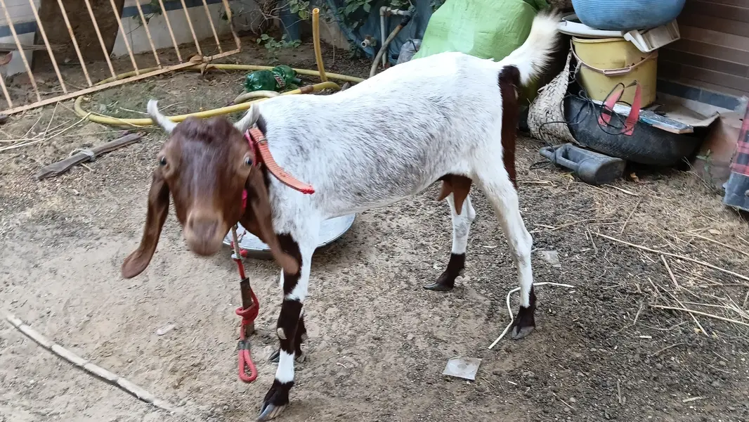 2 Goats — photo 2