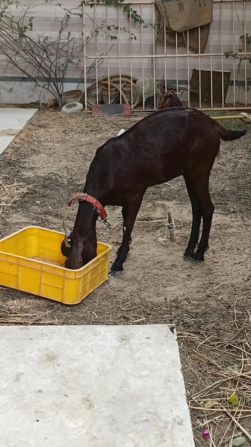 2 Goats — photo 3