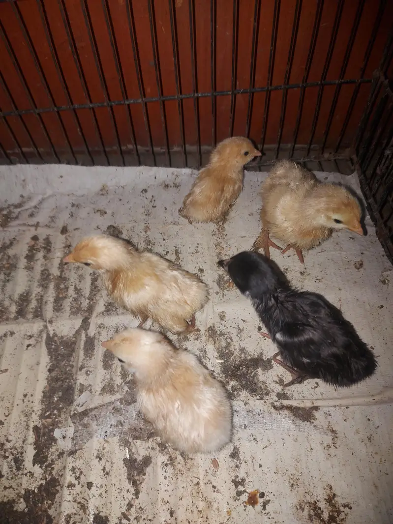 Golden Heavy buff Chicks — photo 2