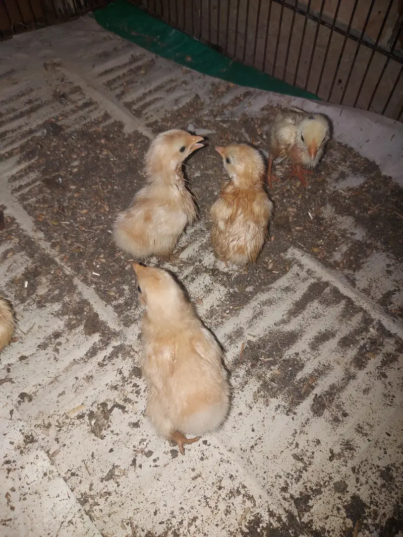 Golden Heavy buff Chicks — photo 3