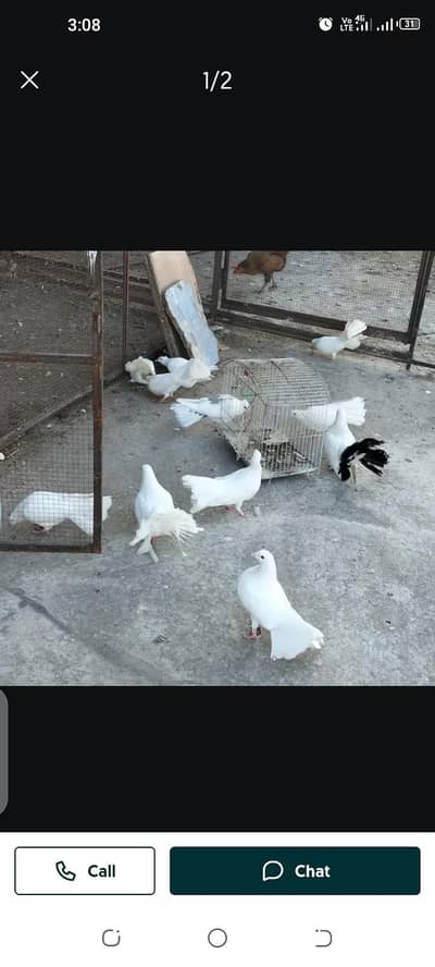 خوبصورت  فینسی کبوتر فار سیل